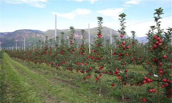 纺锤形苹果树演变出很多树形