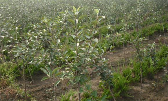 苹果树实生苗几年结果
