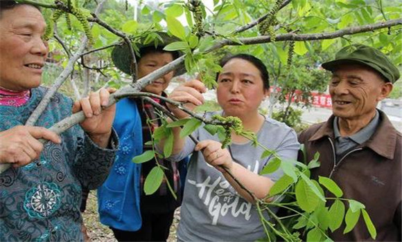 核桃树疏花的方法