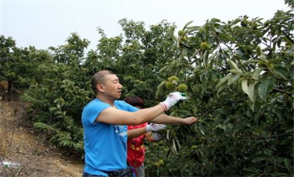 板栗密植园每亩定植多少棵