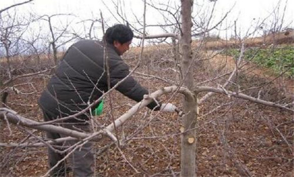 苹果树病虫害的农业防治方法