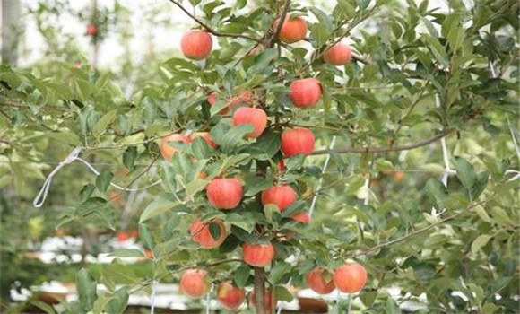 苹果树病虫害的物理防治方法
