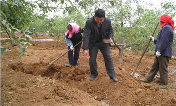 苹果施基肥的时间与方法