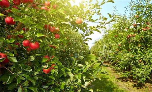 苹果树对土壤水份的要求