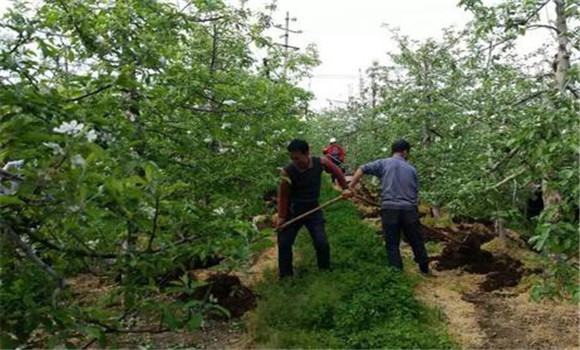 苹果基肥的种类和施肥量