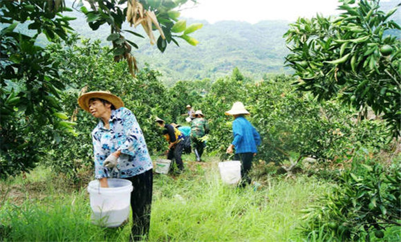 苹果树秋施基肥的方法