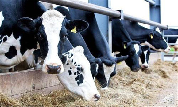 奶牛受胎率低的原因是什么
