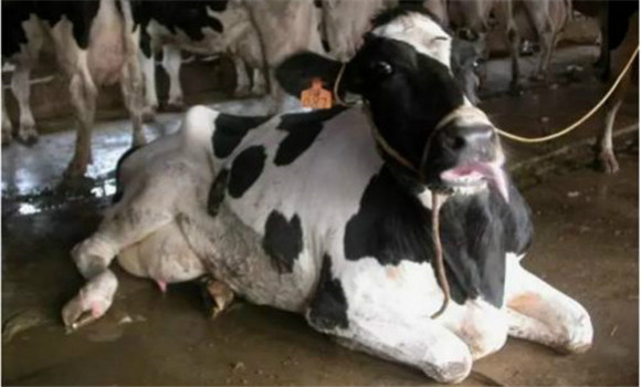 奶牛瘫痪的临床症状