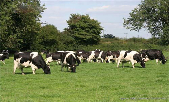 良种奶牛的生产性能标准