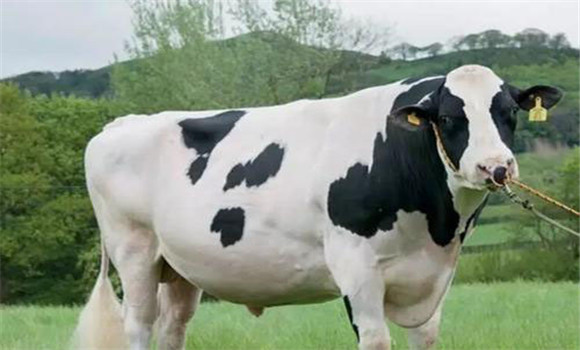 良种奶牛体型的五个特点