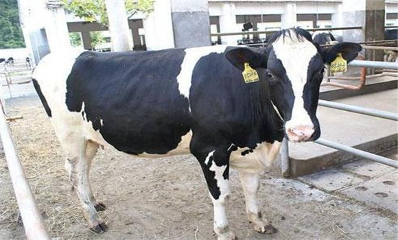 如何根据外貌来判断奶牛的健康状况