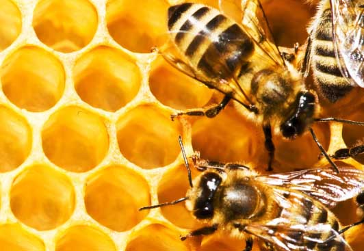 蜜蜂饲养方法
