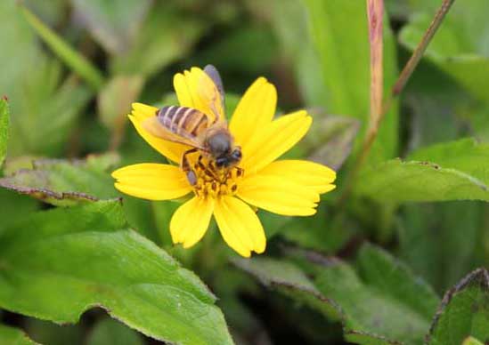 蜜蜂饲养方法
