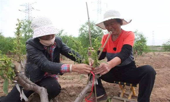 桃树高接换种技术介绍