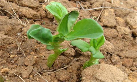 蚕豆种植时间是几月份