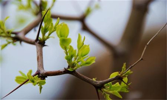 春季枣树嫁接时间和方法