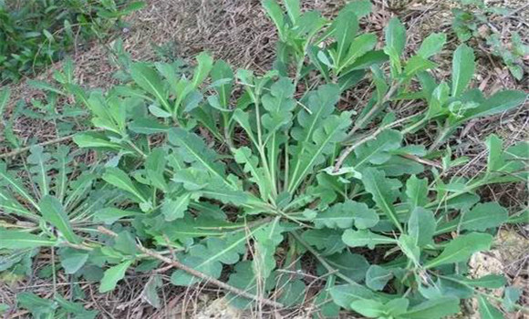 苦荬菜的种植方法