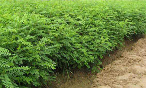 紫穗槐种子种植方法