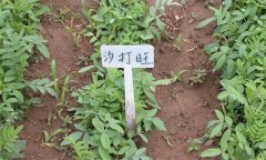 沙打旺种植方法和时间 沙打旺牧草种植技术