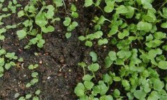 箭舌豌豆的种植技术 箭舌豌豆种植方法