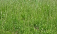 黑麦草什么时候种最好 黑麦草种植技术和方法