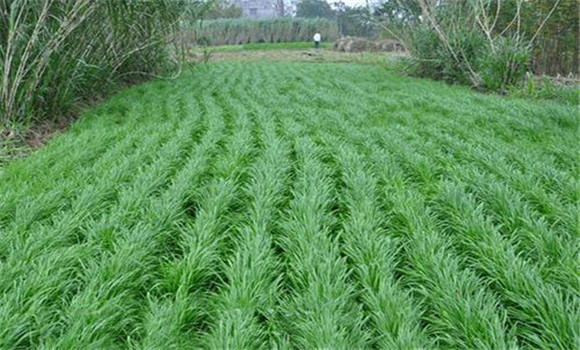 黑麦草的种植管理内容