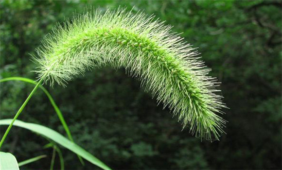 狼尾草的植物学特征