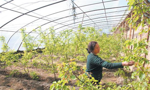 大棚杏树的种植方法