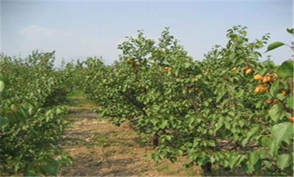 杏树灌水和排水方法