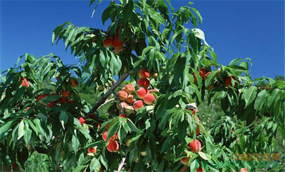 桃树通常被划分为哪几大品种群