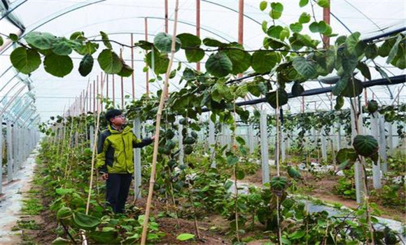 夏季大棚樱桃要注重夏剪