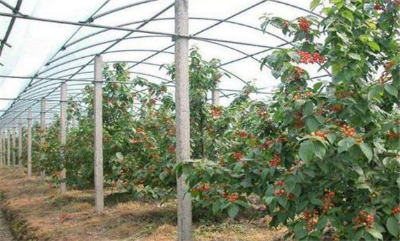 夏季大棚樱桃的肥水管理
