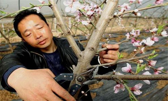 桃树树体修剪方法