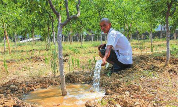 夏季枣树的浇水方法