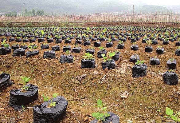 中药材种植技术