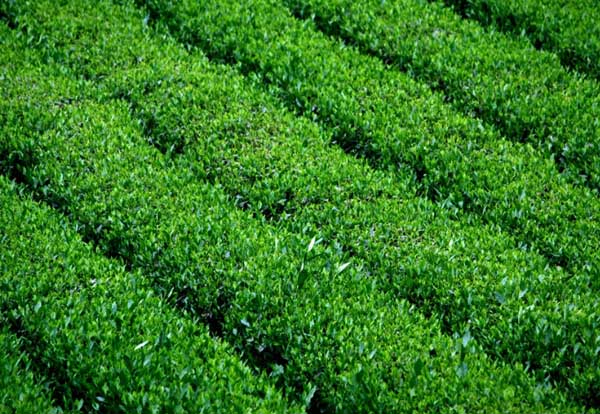 茶叶种植管理方法