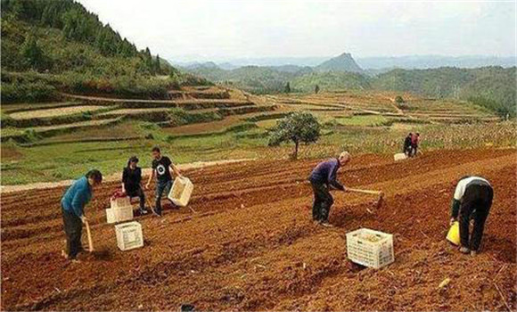 选择好栽培地和种茎