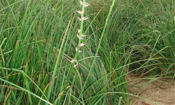 知母栽培种植技术要点