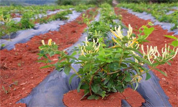 金银花栽植时间