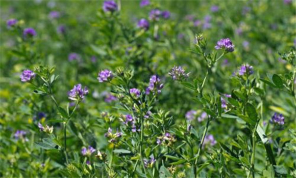 苜蓿原产地是哪里 紫花苜蓿起源与分布