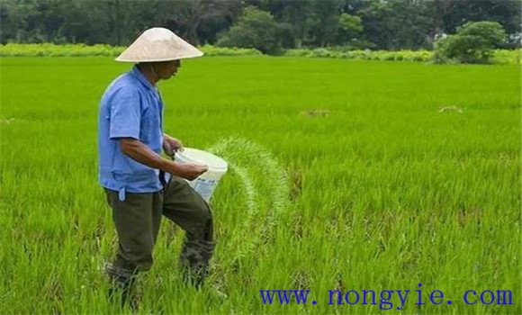 水稻科学施肥技术