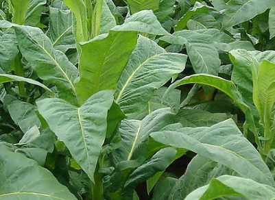 茶叶种植技术