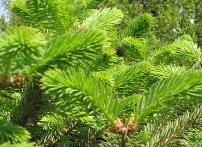 茶叶种植技术