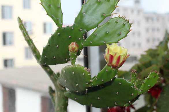 仙人掌种植方法