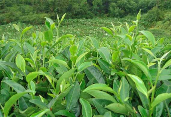茶树种植方法