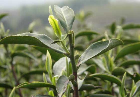 茶树病虫害防治技术