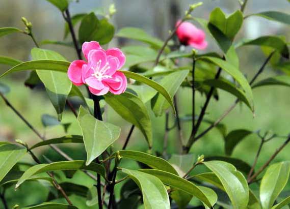 茶树种植管理方法