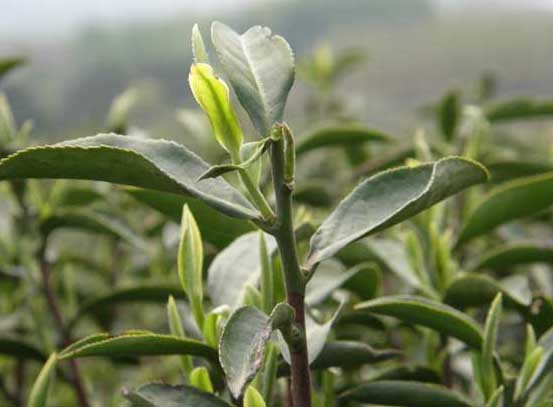茶树种植技术