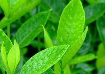茶叶种植方法