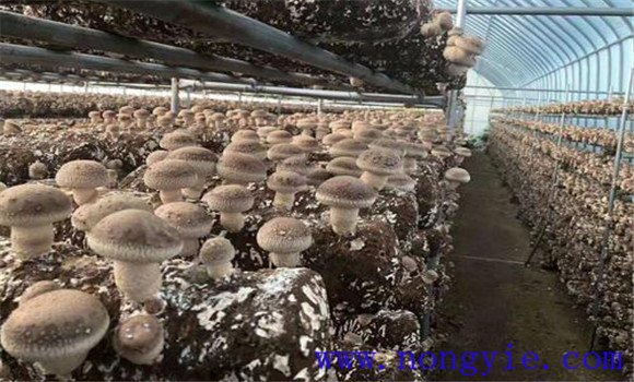 夏季香菇种植技术与管理要点